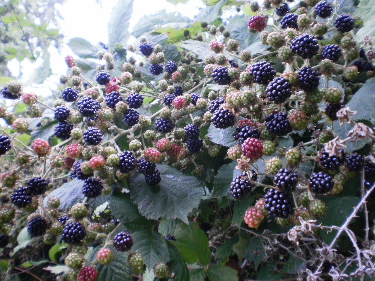 blackberries