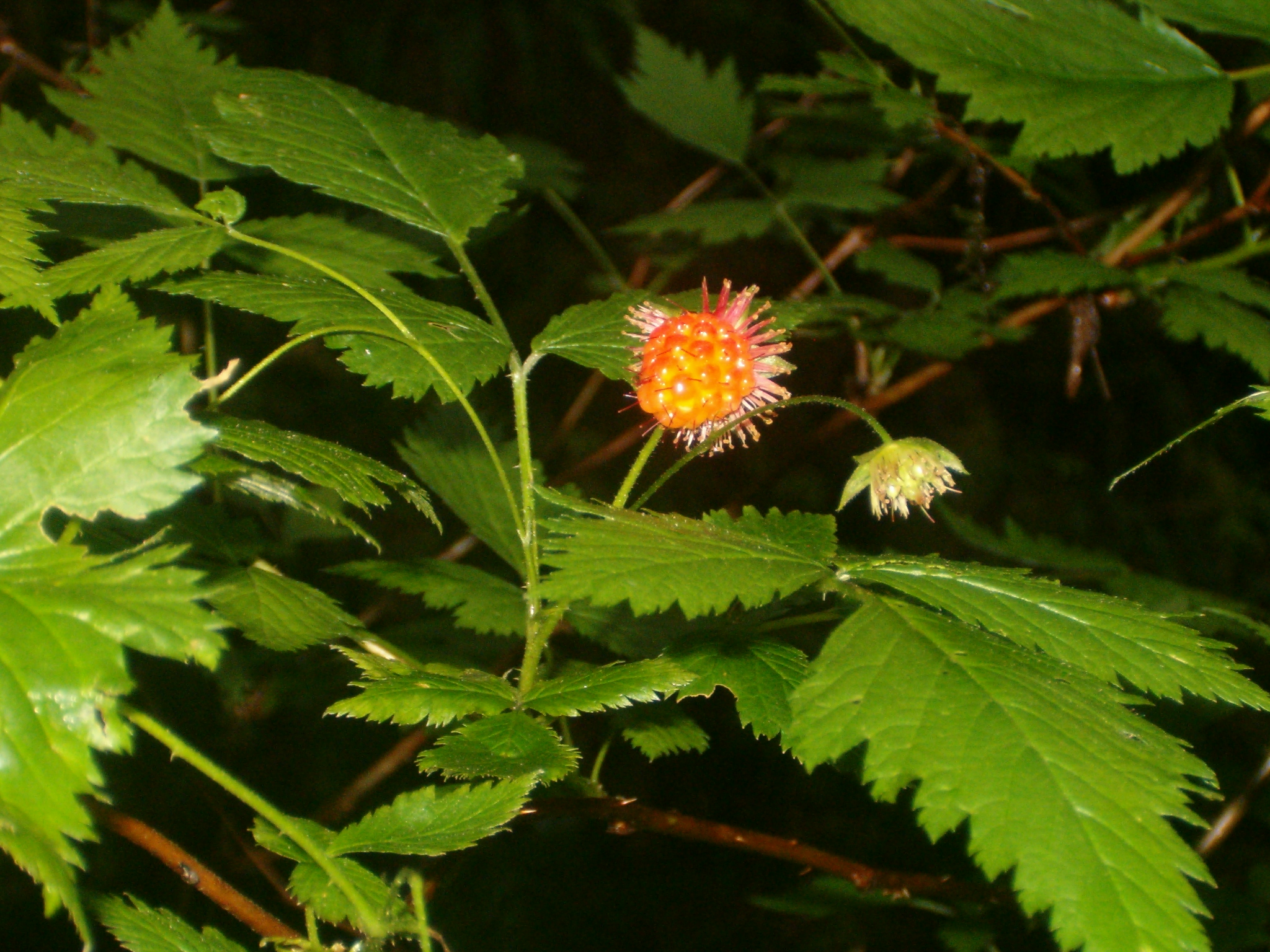 Salmonberries