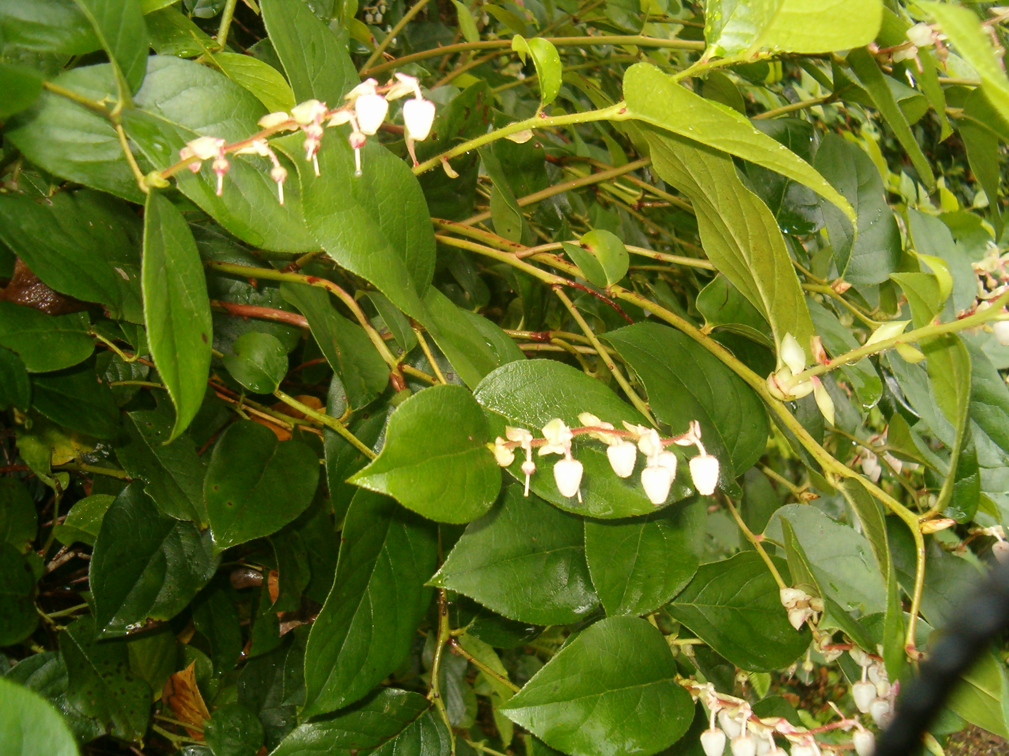 Salal