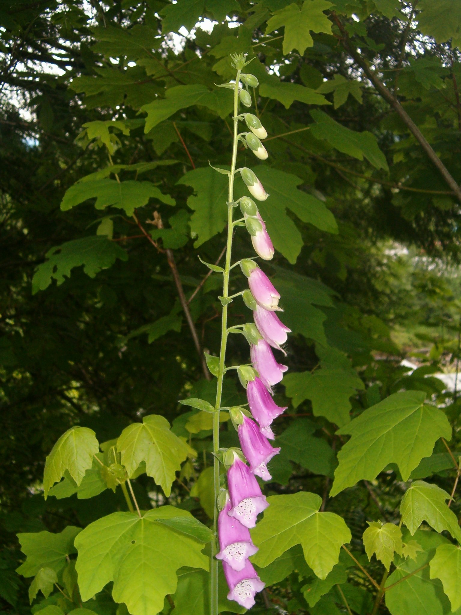 Foxglove