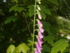 Foxglove