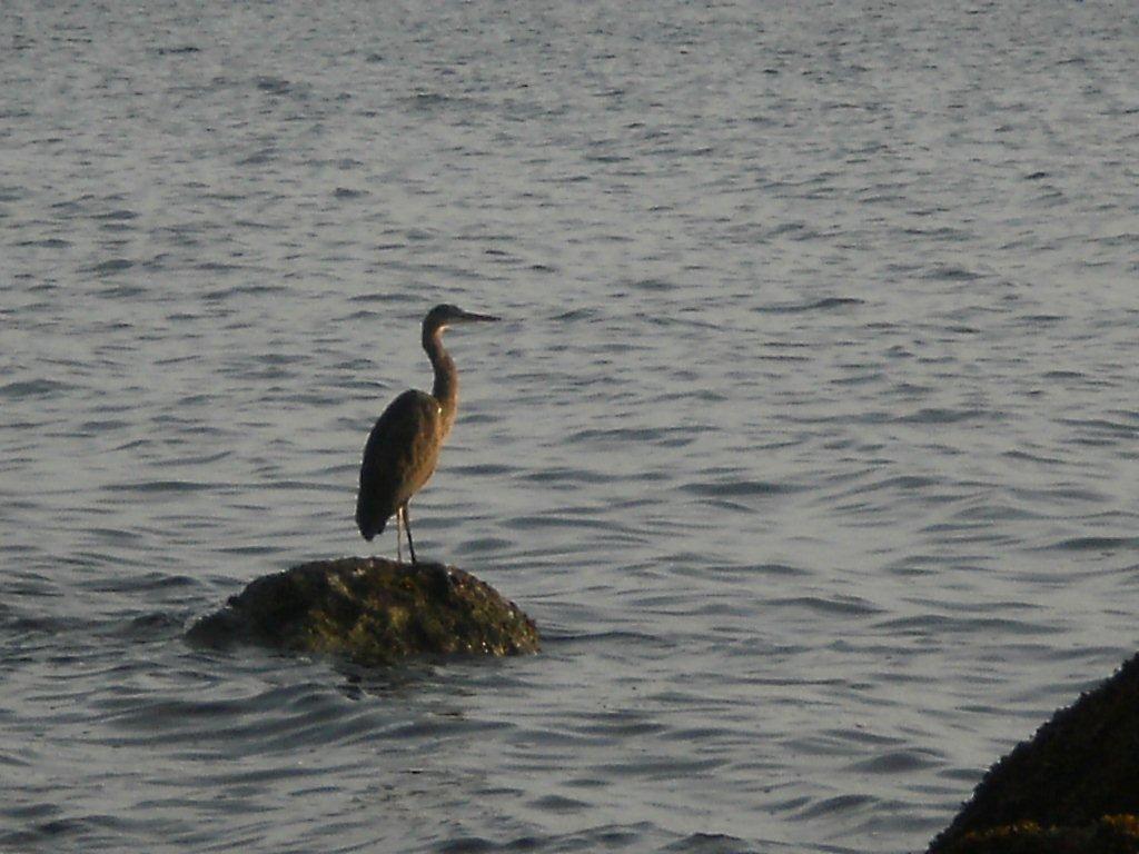 Heron