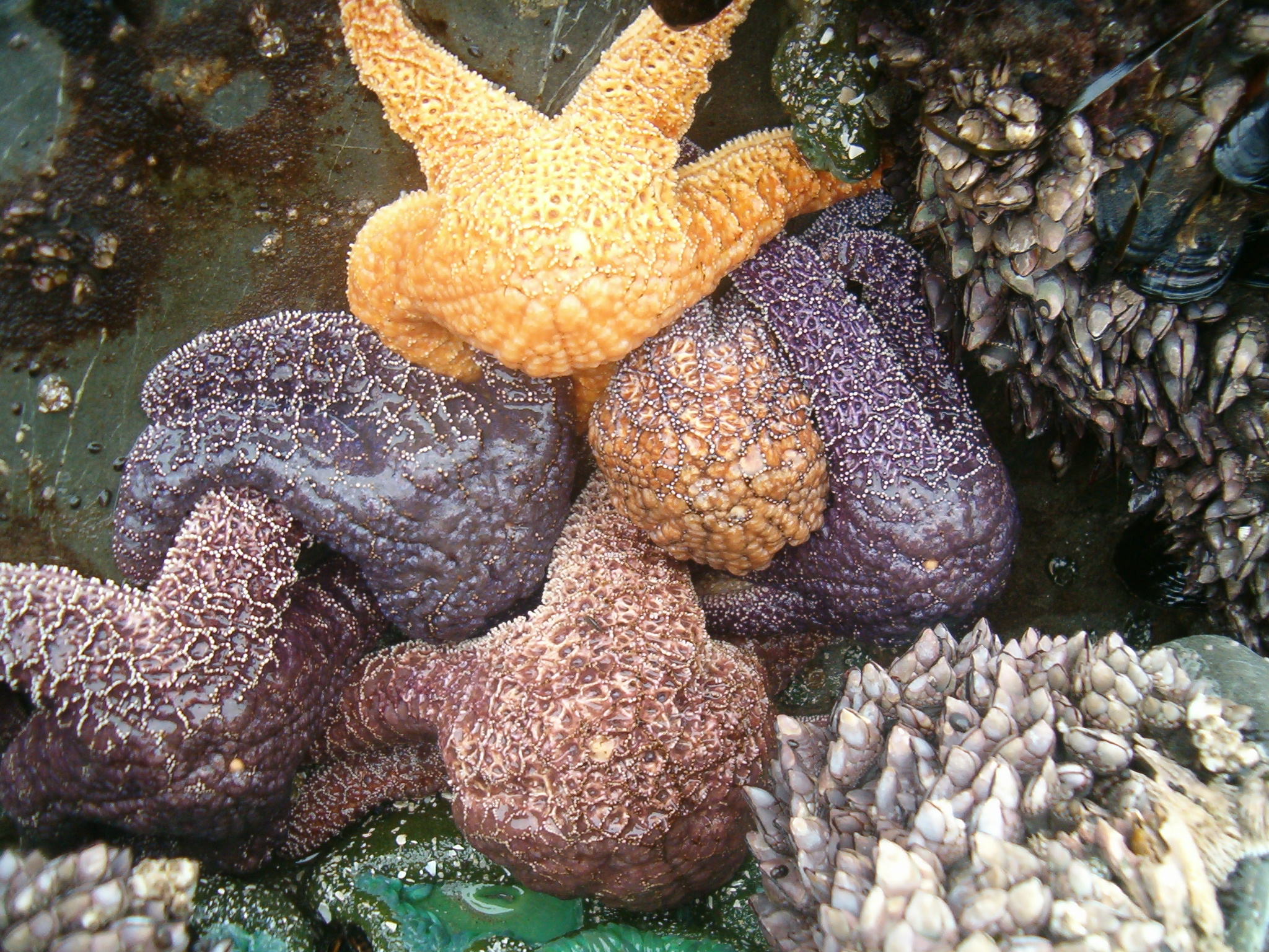 Starfish cluster