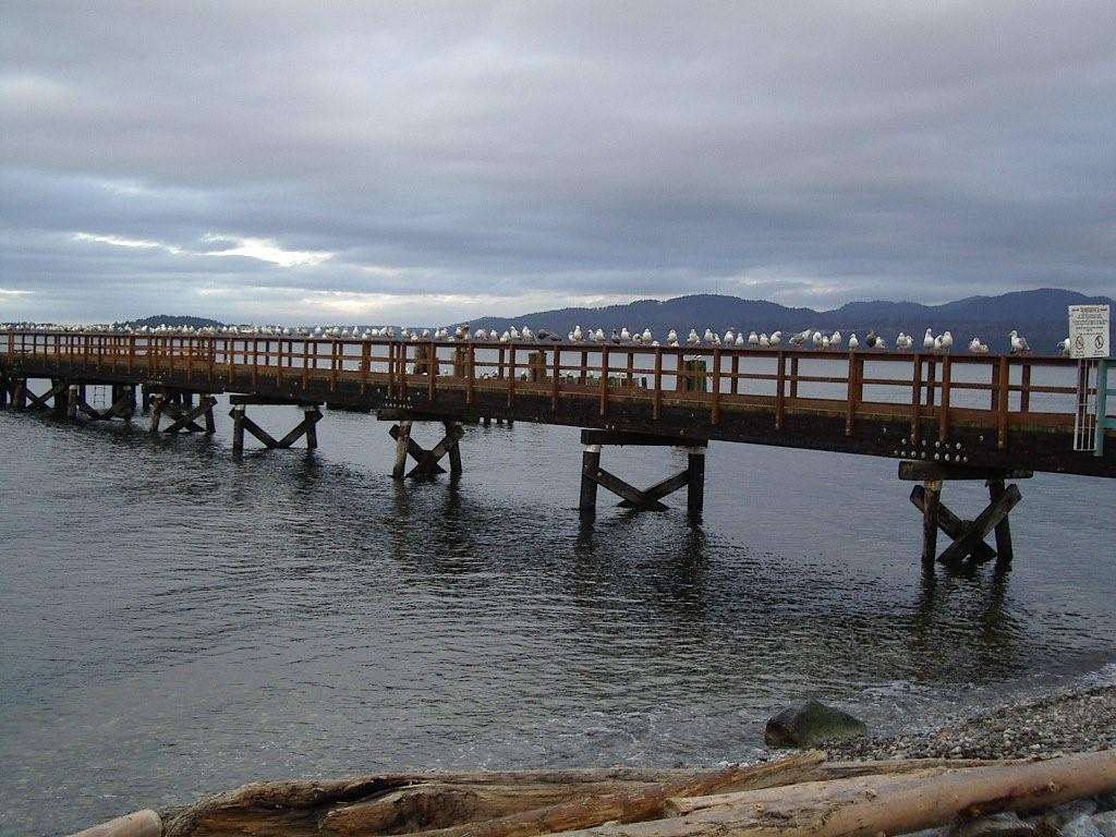 Davis Bay wharf gulls