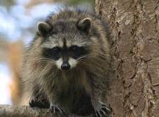 Racoon