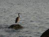 Heron