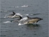 Porpoise/Dolphins
