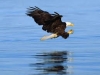 Eagle fishing